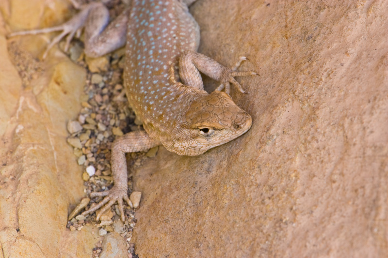 Great Basin Fence Lizard